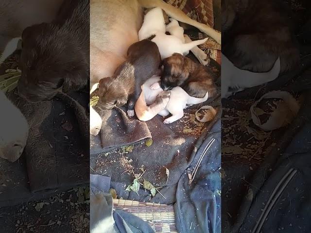 Beautiful New Born puppies sleeping in shelter | Winters | Mountain Village | Nature Buddies #animal