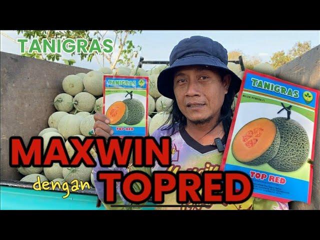 Panen melon maksimal bersama top red dari tanigras @kampunghortikulturacikal