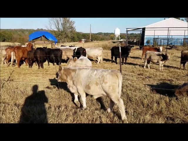 Murray Grey Bull Calf