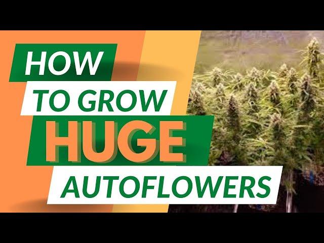 3 Easy Tips for Growing HUGE Autoflowering Cannabis Plants!