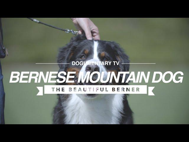 ALL ABOUT THE BERNESE MOUNTAIN DOG