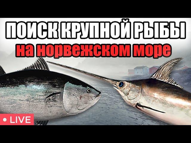 ОХОТА ЗА КРУПНОЙ РЫБОЙ НА НОРВЕЖСКОМ МОРЕ РР4