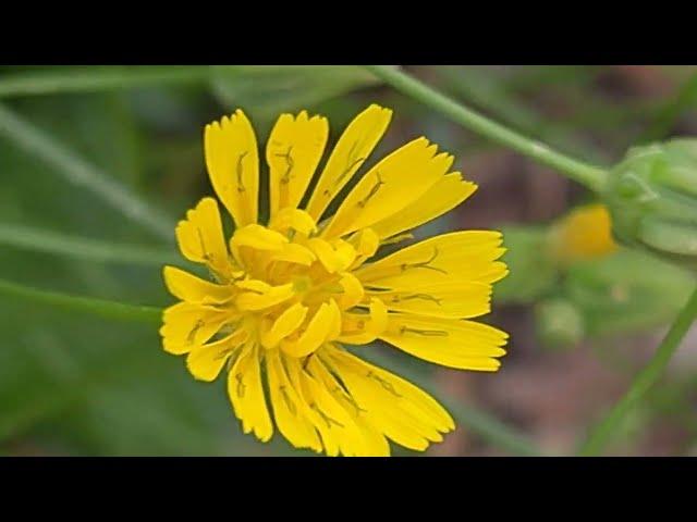 ניסנית ארץ ישראלית פורחת سراغة فلسطينية Crepis palaestina is blooming