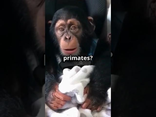 Chimp vs Monkey: Have You Been Getting It Wrong This Whole Time?