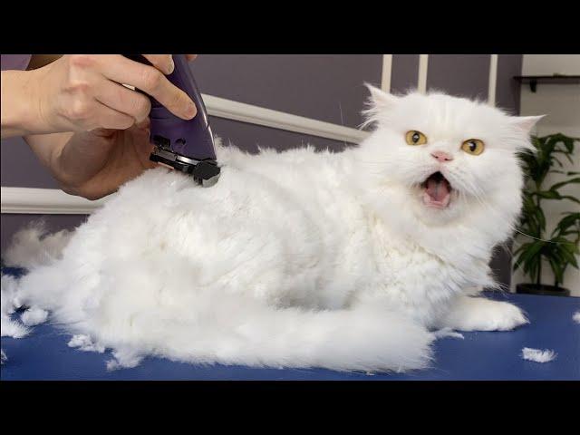 OMG!!! I CUT MY HAIR!  bathing and grooming angry cat️