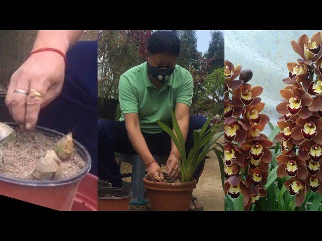 HOW TO PLANT CYMBIDIUM ORCHID FROM ITS BACK BULB, #plantcare #orchid