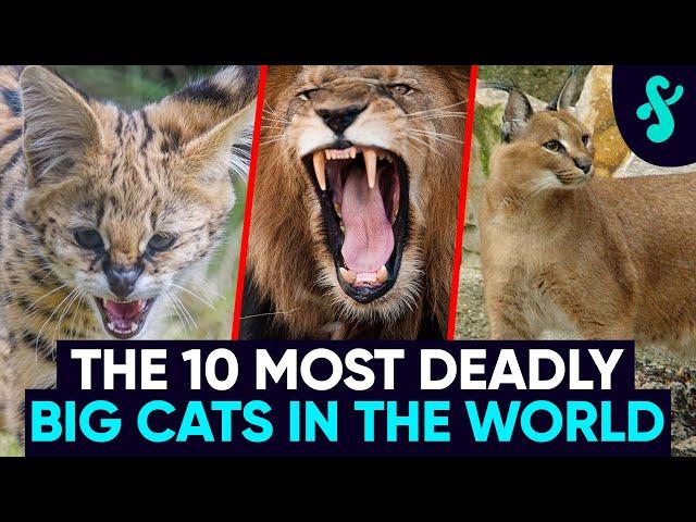 TOP 10 Most DEADLY AND DANGEROUS Big Cats | Furry Feline Facts 