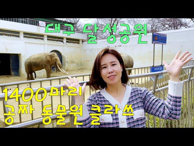 ENG)EP.07 Visit to Dalseong Park, Daegu's only free zoo/Traveling to Daegu/South KOREA travel