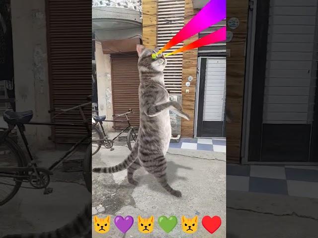 billi boli myau ️ #song #bollywood #hindi #shortsfeed #funny #shorts #cat