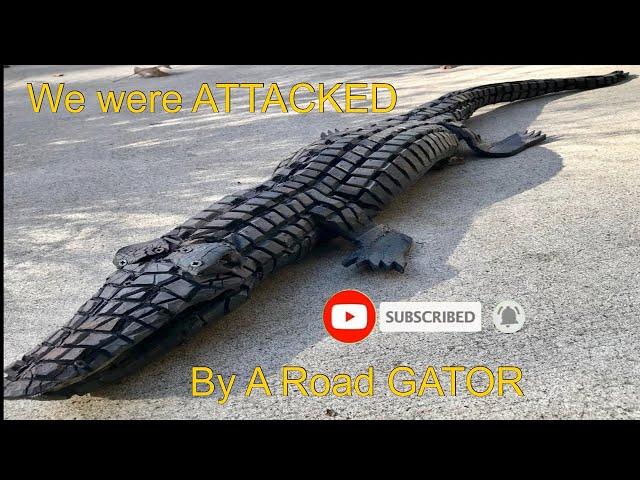 We were ATTACKED by a Road GATOR