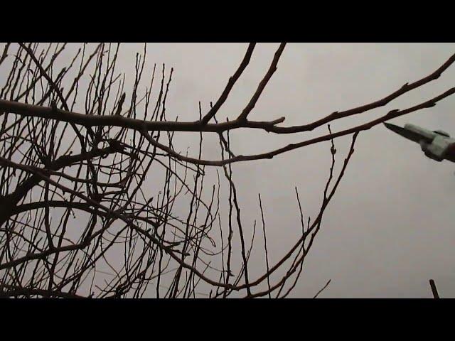 Груша.  Основные правила обрезки.