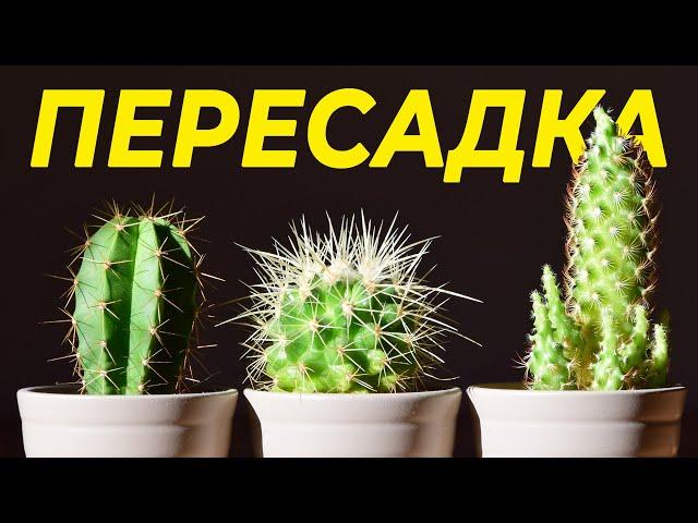 КАК ПЕРЕСАДИТЬ КАКТУС И НЕ ОБЛАЖАТЬСЯ? | ВЫБОР ГОРШКА, ПОЧВА, ПОЛИВ