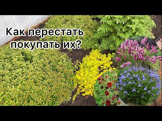 Обзор новых покупок в цветники! МНОГОЛЕТНИКИ, к которым стоит присмотреться!