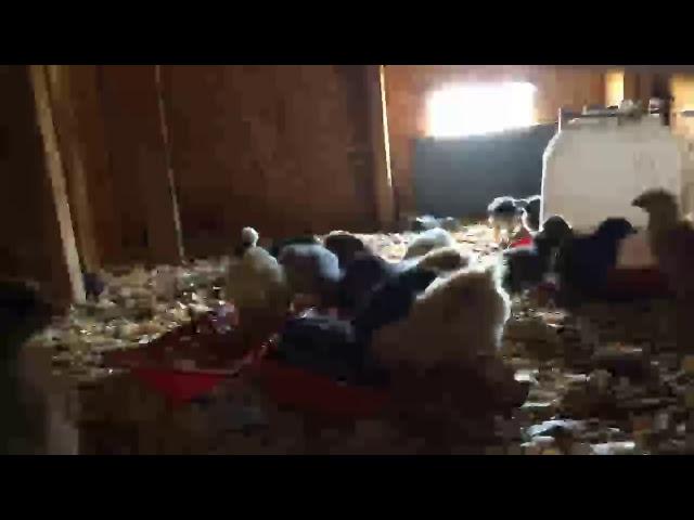 30 chicks live! 100 sub special