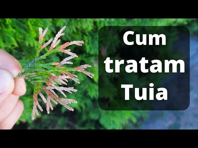 Thuja treatment | Thuja drying treatment | Why does the thuja dry out