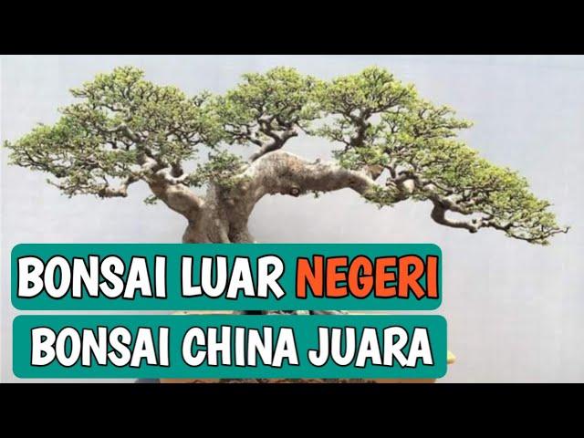 BONSAI CHINA LINH NAM (LINGNAN)