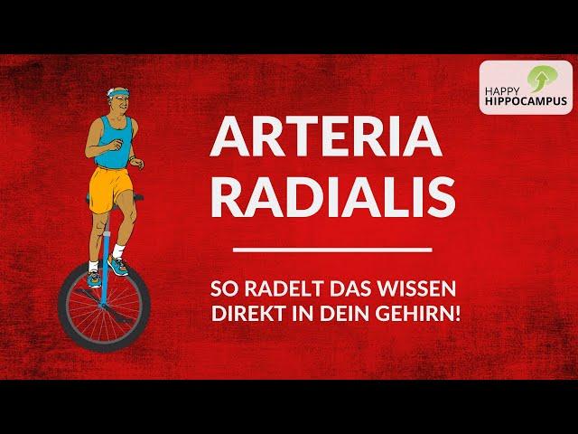 Anatomie lernen: Arteria radialis & ihre Abgänge blitzschnell merken mit genialem Gedächtnispalast!