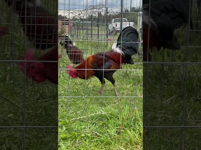 American Gamefowl. Mclean Hatch Brood Stag. #farmlife #backyardchickens #chickensofyoutube