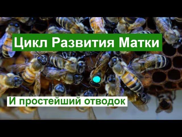 Пасека # 83  Цикл Развития Матки - Пчеловодство для начинающих