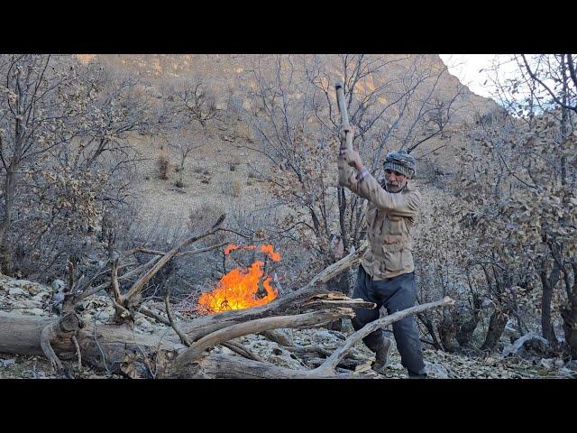 Iran nomadic life: Jahangir's journey to the heart of the mountain to bring firewood and graze sheep