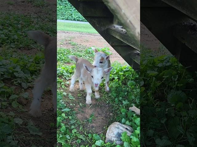 baby goat update! #goats #babygoats #goatsofyoutube