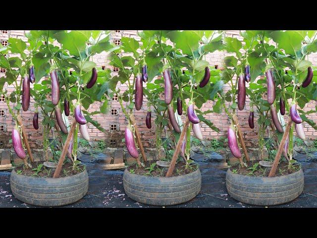 Soybean pulp and ripe bananas - The secret to growing eggplants at home for lots of fruit