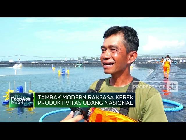 Top! KKP Bangun Tambak Udang Modern Raksasa, Segini Produksinya