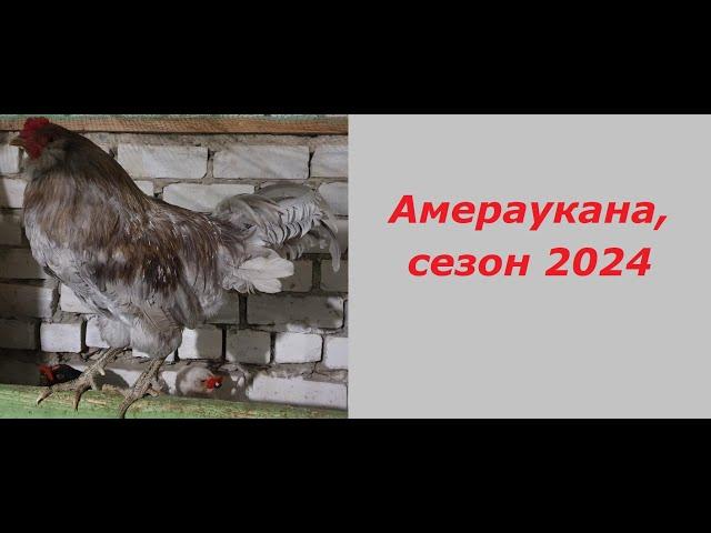 Сезон 2024 года. Порода курей Амераукана., несут голубое яйцо.  A breed of Ameraucana chickens.