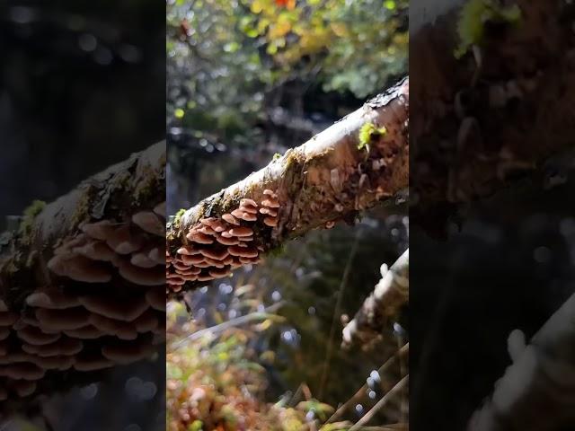 TheDriftingSpore #novascotia #fall #outdoors #nature #mushrooms #relax