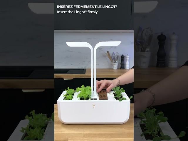 Véritable SMART garden - how it looks from the inside