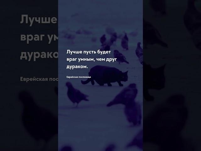 Будет умным О жизни - цитаты #цитаты #цитата #интеллект #прожизнь #ожизни #цитатадня #мозг #притча