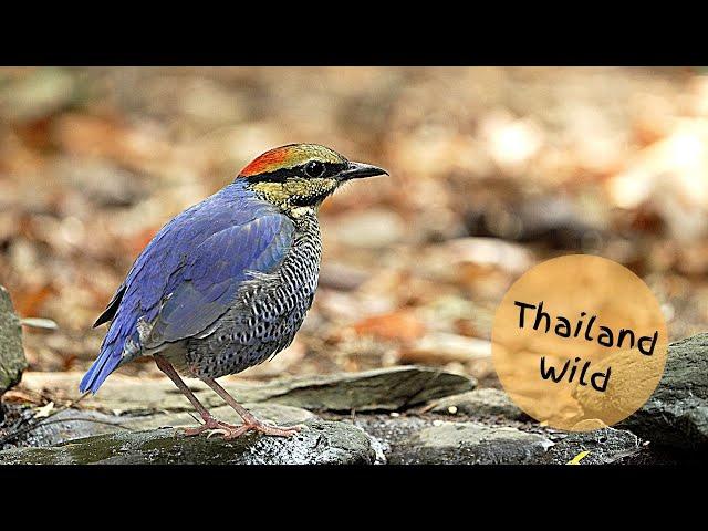 Blue Pitta at Nuy Bird Hide, Kaeng Krachan, Thailand