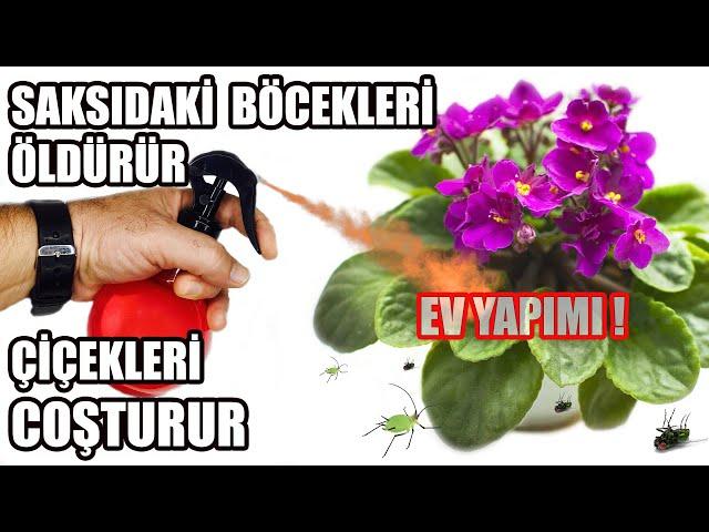 Unlu Bit Ve Yaprak Bitler inden Nasıl Kurtulurum ? Böcek İlacı Ve Bitki Besi Bir Arada