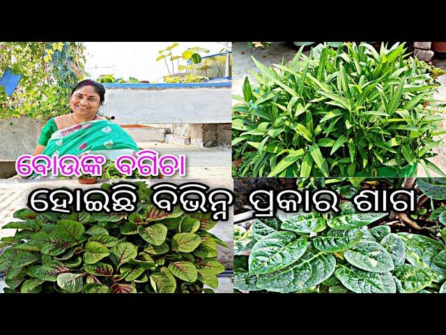 ବୋଉଙ୍କ ବଗିଚା || ହୋଇଛି ବିଭିନ୍ନ  ପ୍ରକାର ଶାଗ(saga)  ||odia terrace garden || jitanshu sekhar odia