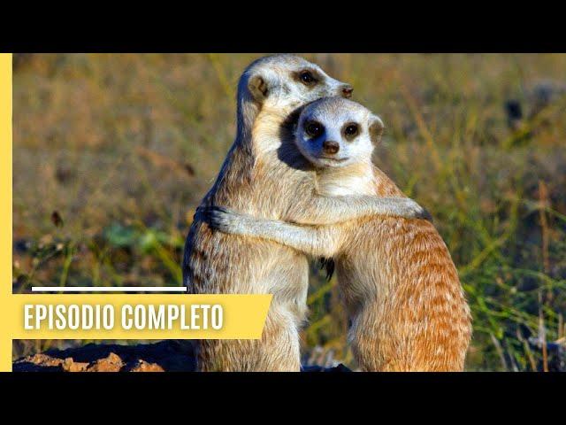 Explore el mejor día del mundo: Un día lleno de brillo natural | Episodio Completo