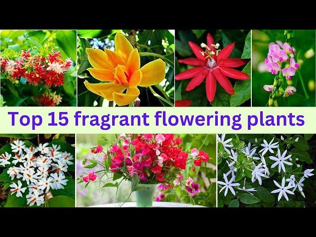 Top 15 Fragrant/ Scented / Aromatic Flower plants |fragrant garden plants| fragrant plants #fragrant