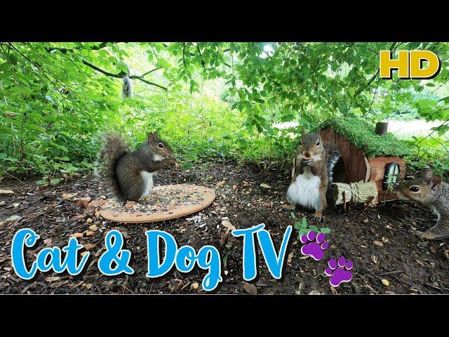 Entertain your Pets | Squirrels eat at the TINY CABIN | 10-Hour Cat & Dog TV