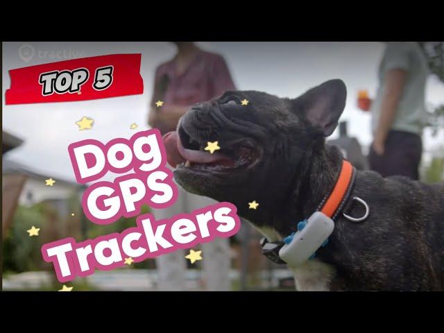 Top 5 Dog GPS Trackers for 2025