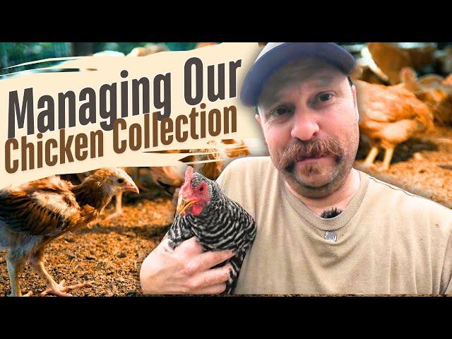 Everything You Need To Know About Managing A Chicken Collection