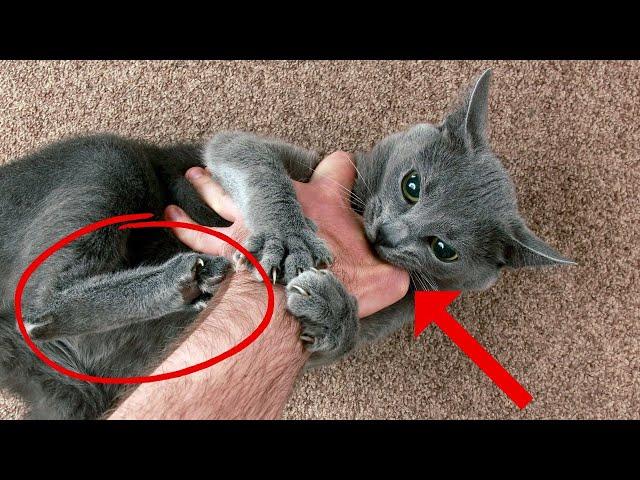 The Meaning Behind 17 Strangest Cat Behaviors