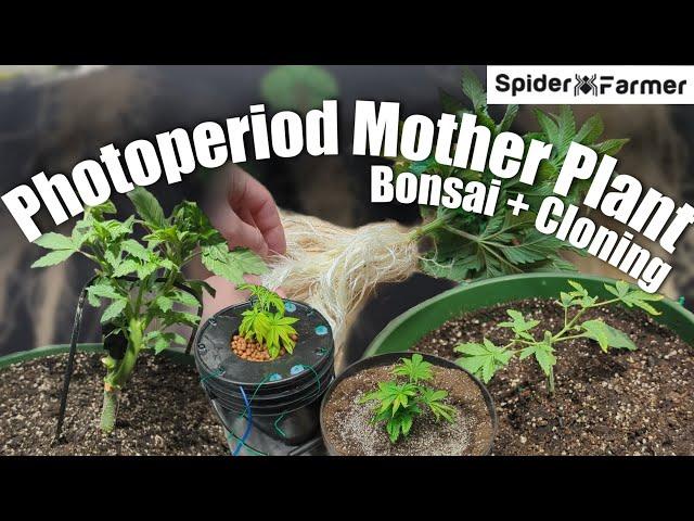 How I Grow Photoperiods -1- Bonsai Mother Plants and Clones - Spiderfarmer SF2000 Kit