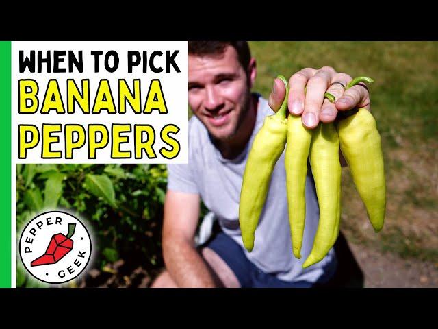 When To Pick Banana Peppers (It's Sooner Than You Think!) - Pepper Geek