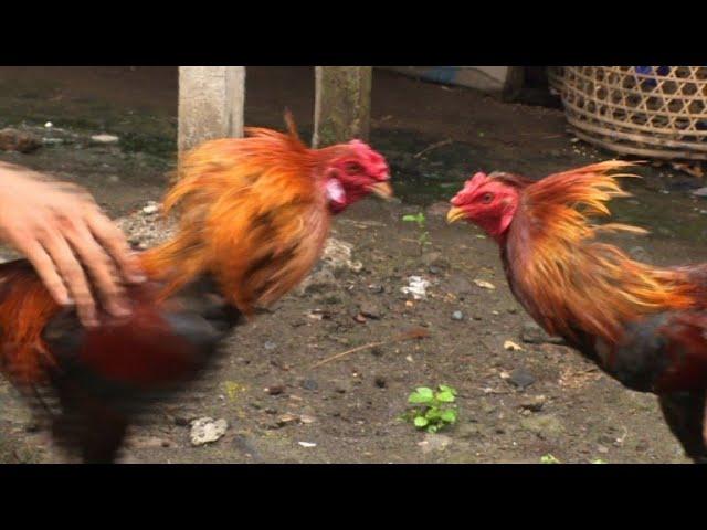 Volcanic eruptions no match for cockfighting, Bali-style