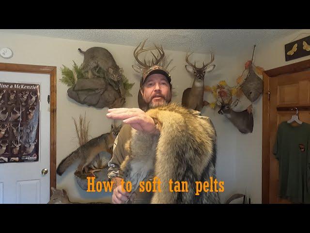 Soft Tanning Pelts (Part 1) #taxidermy #howto #wildlife