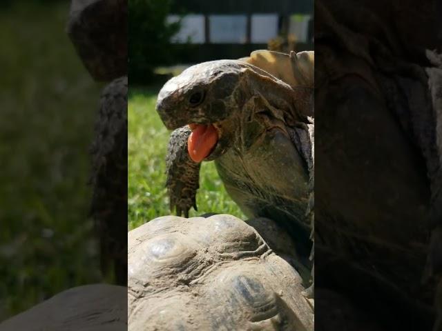 Turtle in love ️ Sound on!!