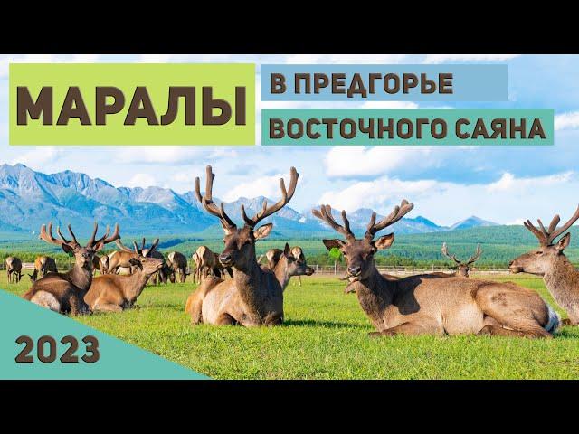 Курорт Аршан. Маралы в предгорье Восточного Саяна. Благородные олени. #Аршан