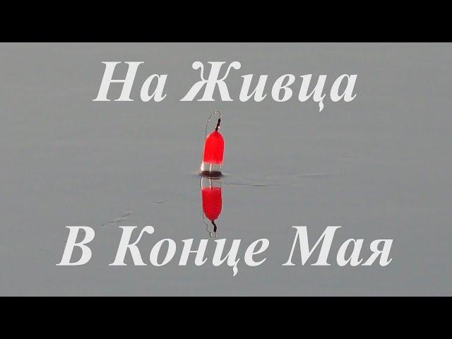 Ловля щуки на живца в конце мая
