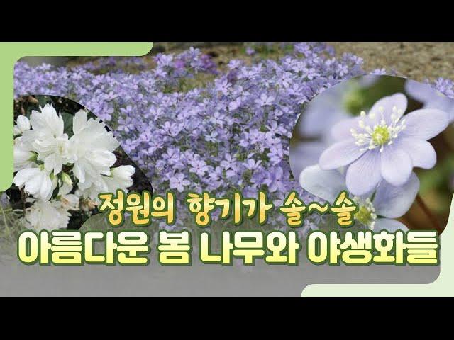 정원의 향기가 솔솔~ 아름다운 봄 나무와 야생화들