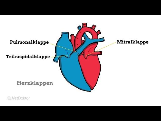 Herzklappenfehler: Die verschiedenen Formen - NetDoktor.de