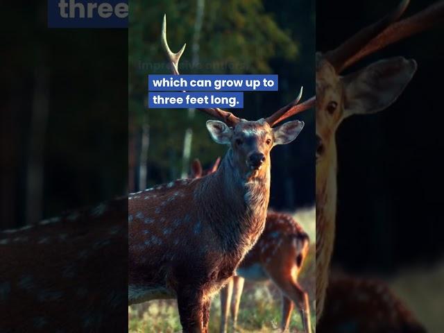 Red Deer: You won't believe how fast the fourth largest deer species in the world can run!